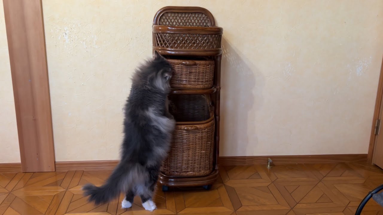 【お手本⁇】初めて見るランドリーバスケットを気に入っちゃった♪ノルウェージャンフォレストキャットとターキッシュアンゴラ