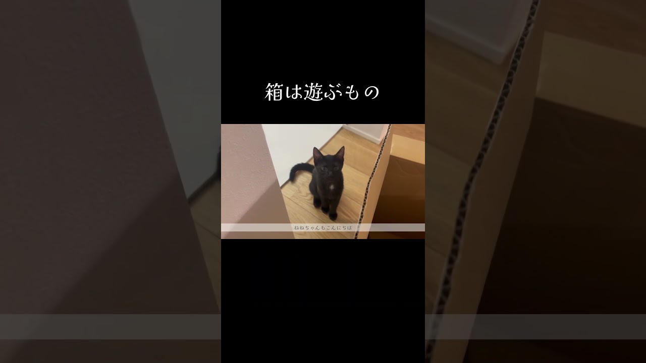 箱の捨て時に迷う #猫 #子猫 #保護猫 #猫のいる暮らし #shorts