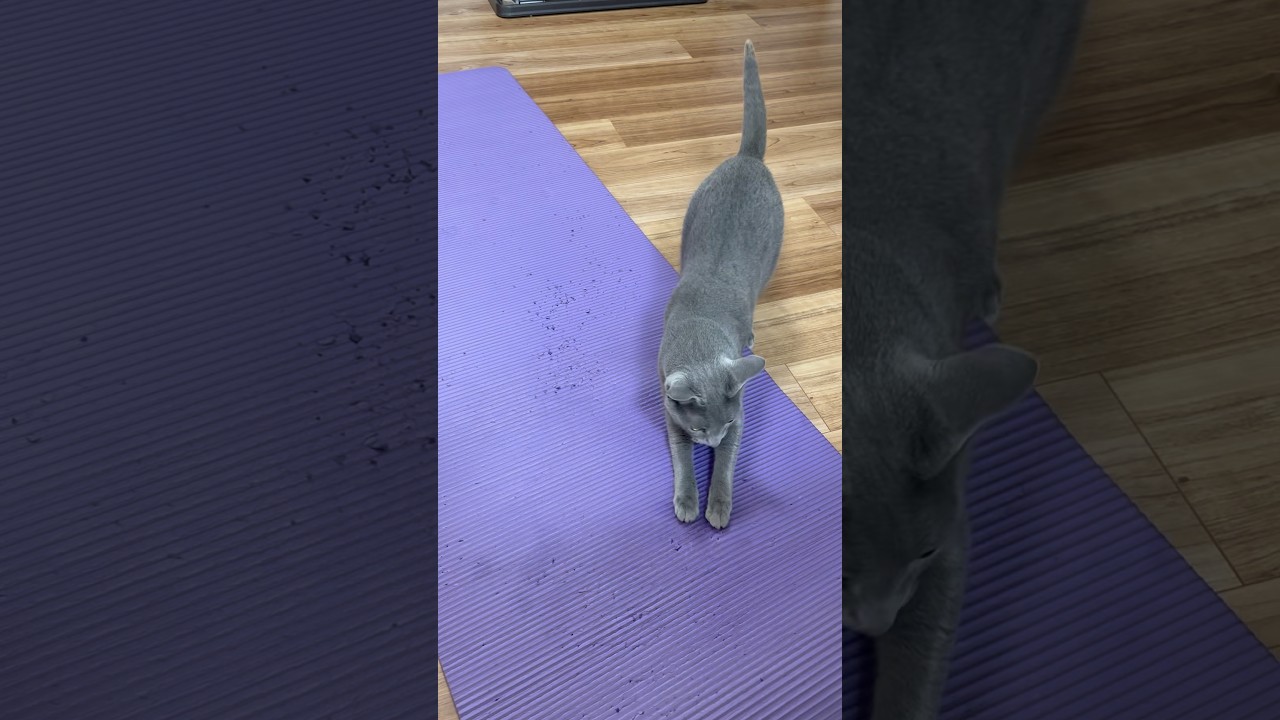 ちっちゃなあしあと #ロシアンブルー #ねこのいる暮らし