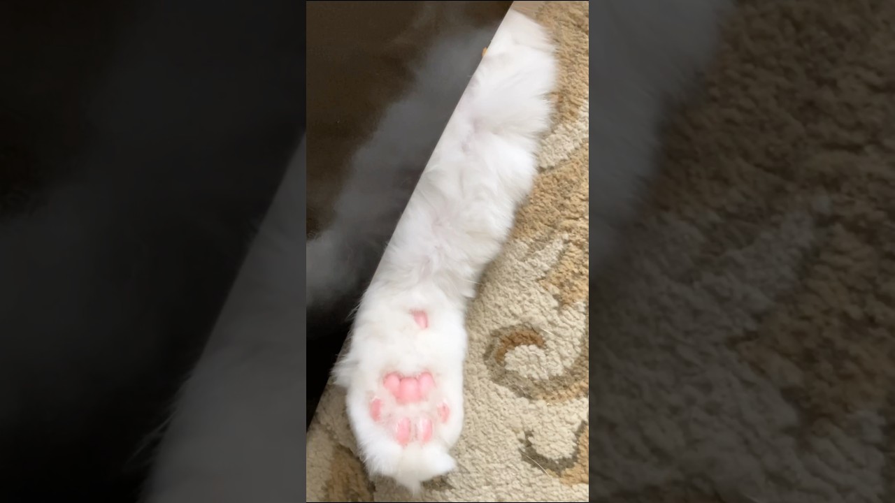 ハク様のチャームポイント　#猫  #cat  #ラグドール