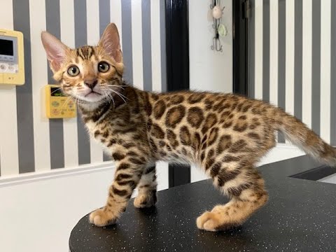 ベンガル子猫ちゃん☆ベンガル猫 ベルアンジュ