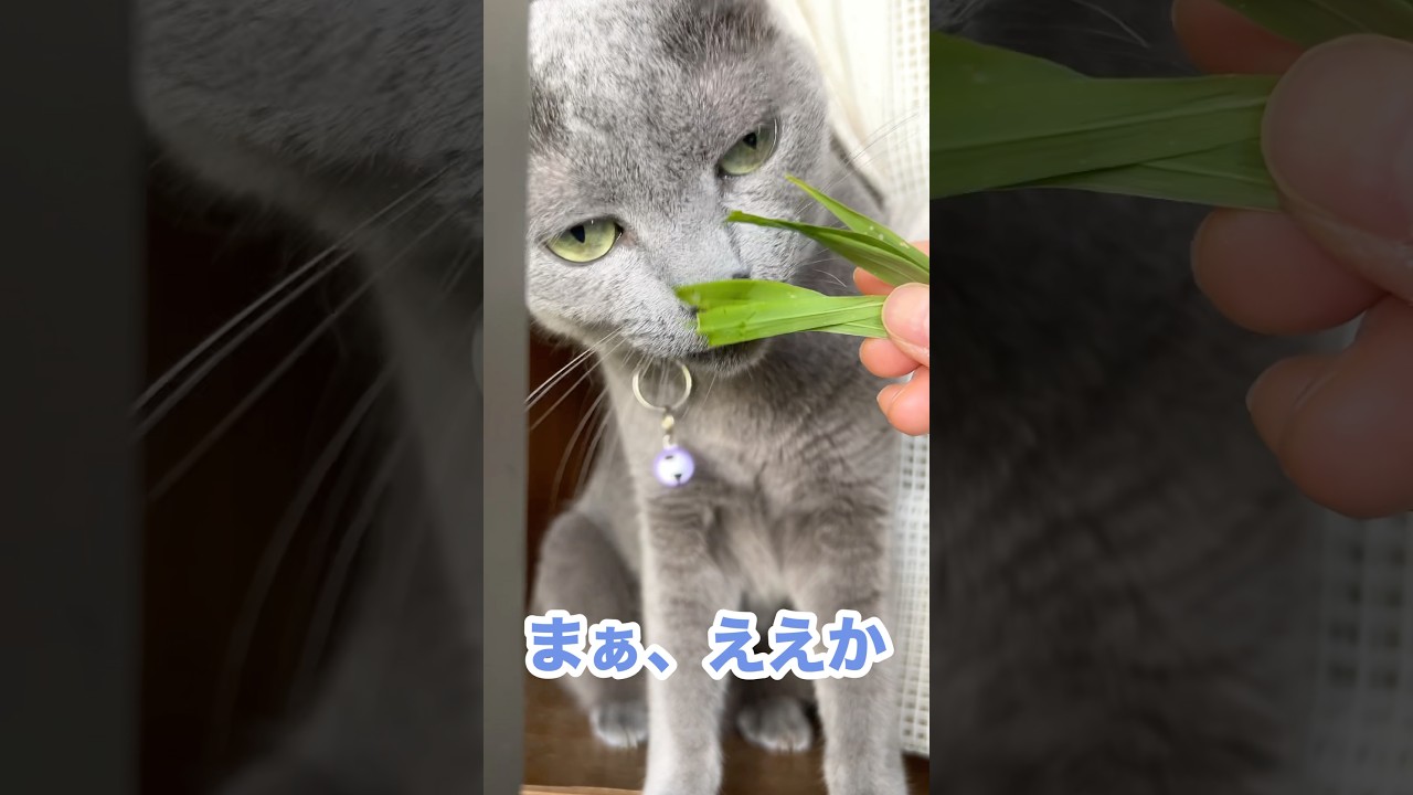 【ロシアンブルー】朝の草は格別やでのシャオ草   #shorts