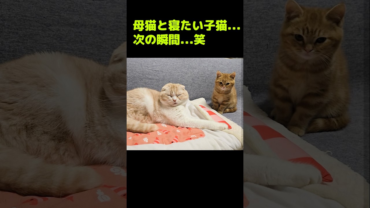 母猫と寝たい子猫が次の瞬間...笑#shorts