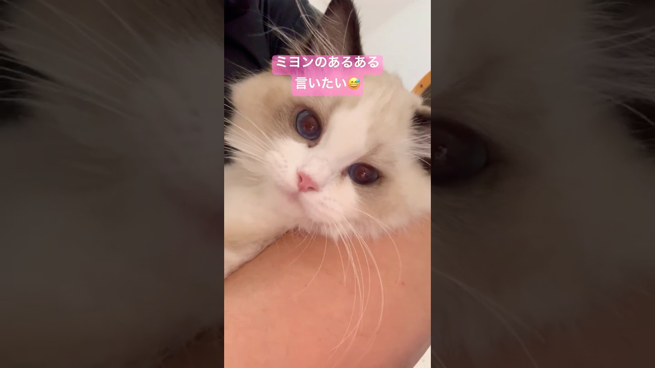 ミヨンのあるある言いたい🐈 #いっぺいdialy #ラグドール #猫のいる暮らし #猫好きさんと繋がりたい