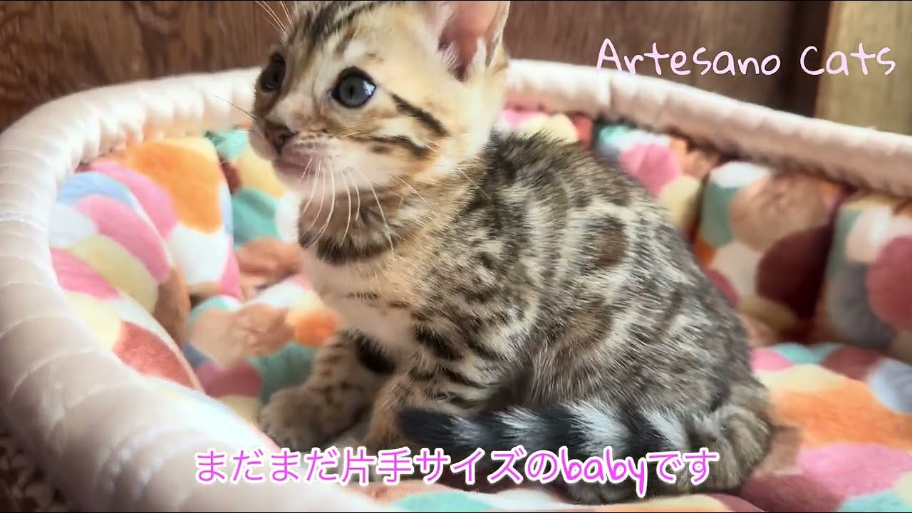 ベンガル キッズご紹介　美少女たろ子(仮名)ちゃん
