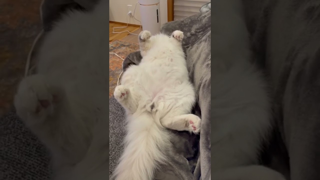 寝相が悪過ぎる子猫【ラグドール】