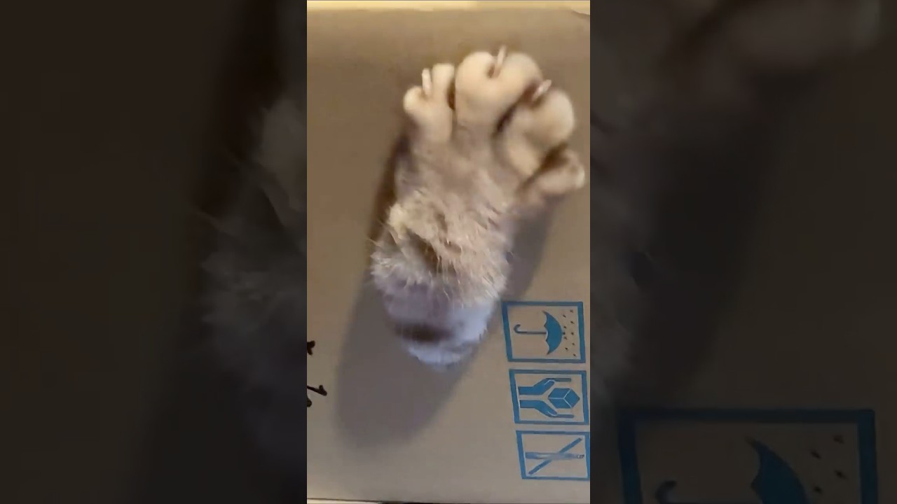 何があるの夢中#cat #cutecat #American curl #アメリカンカール