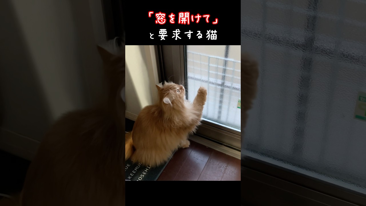 窓を開けてと要求する猫　#サイベリアン