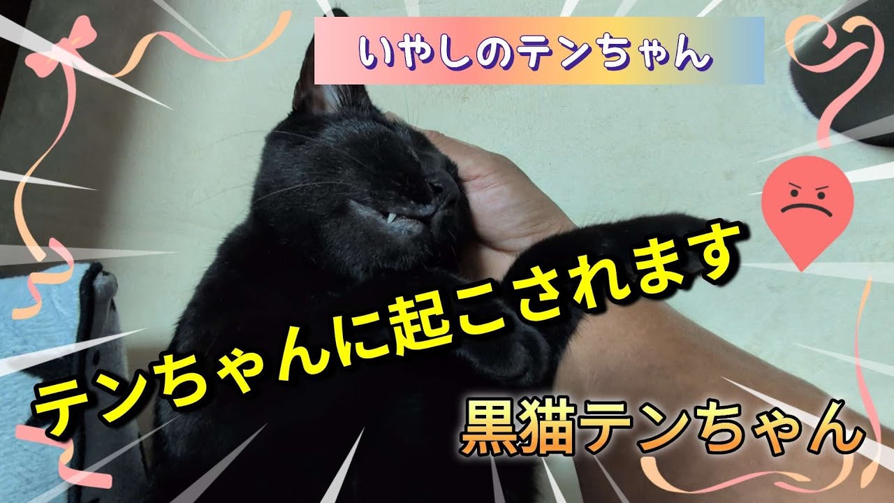 【Black Cat】黒猫テンちゃん「癒しのテンちゃん」　#ねこ　#ネコ　#猫