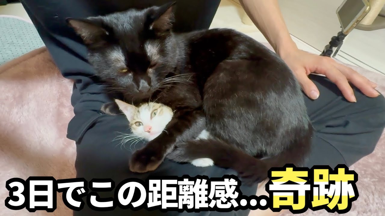 【感動】子猫を警戒していた先住猫が3日でこの距離感は奇跡