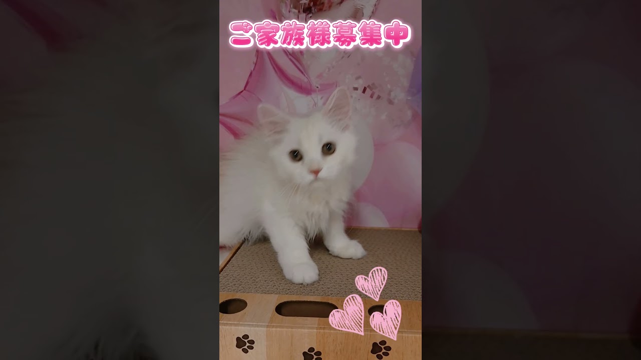 【ご家族様募集中】長足ミヌエット男の子♡ #cat  #かわいい子猫 #kitten #子猫 #cute #子猫ブリーダー #長足マンチカン #短足ミヌエット #子ネコ