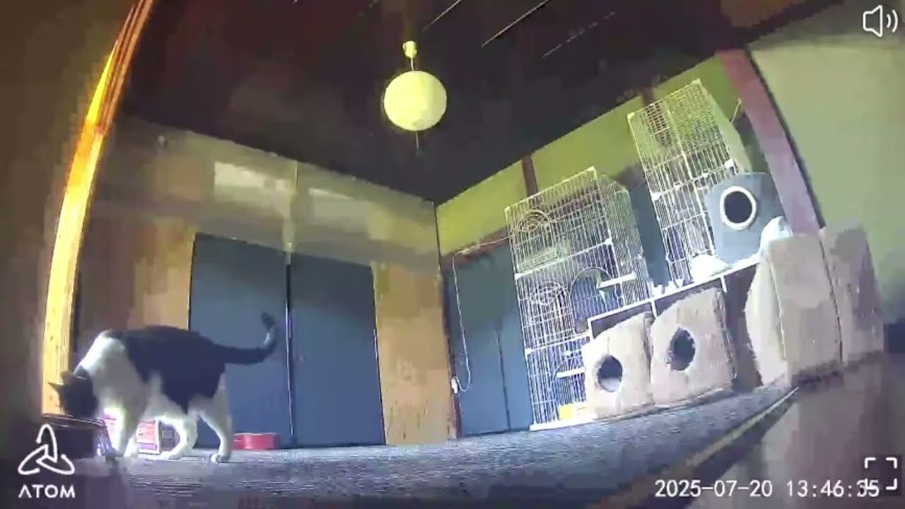 【 cat 】 ( 古民家 ) 保護猫部屋 LIVE　Old Japanese Houses　Rescue Cat Shelter