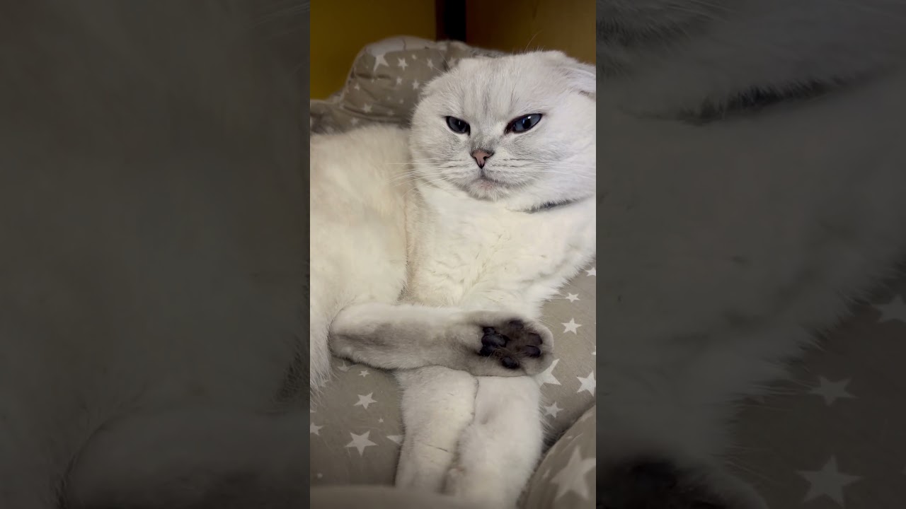 Good day #beauty #sleep #sleeping #cat #catshorts #pets #cutecat  #love #sleepmusic #family #kitten