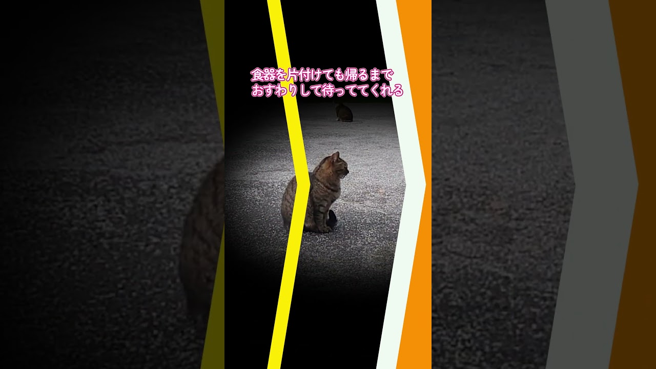 【ネコ日記】食べて飲んで、待って待って待って・・・寝る #shorts  #地域ネコ #cat #ねこ #猫 #ネコ #cat