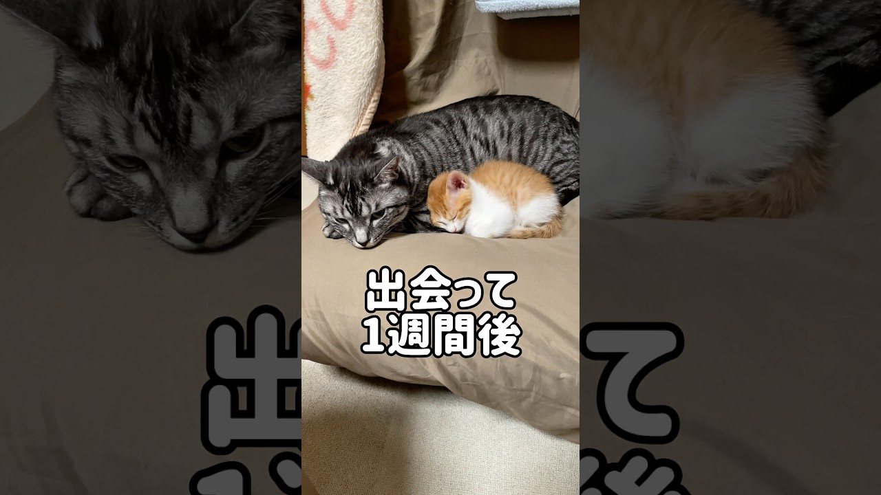 子猫を威嚇していた先住猫が1週間でこうなりました#shorts