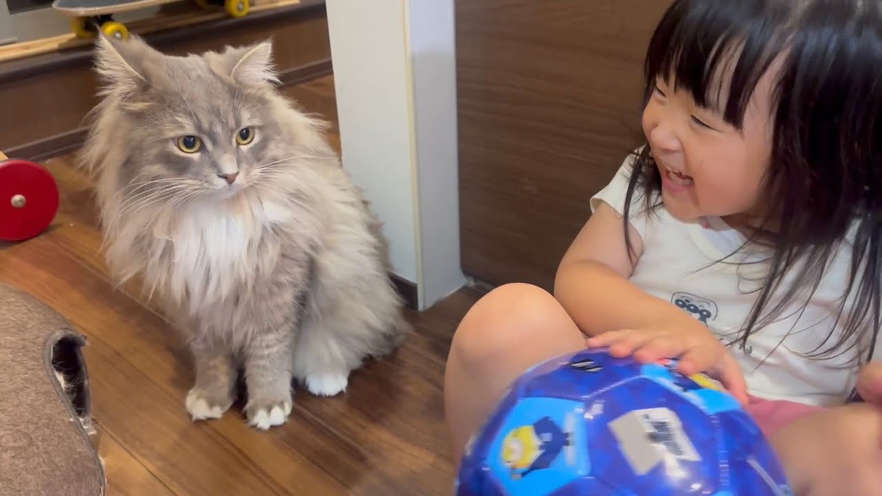 目の前で可愛く甘える猫　ラガマフィン　サイベリアンA cute and cuddly cat in front of you. Ragamuffin. Siberian