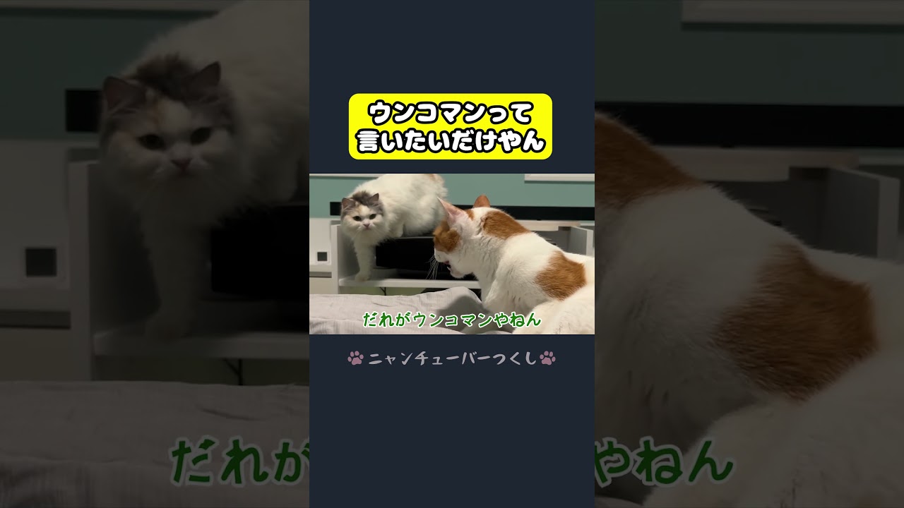ウンコマンって言いたいだけやん…#猫 #おもしろ #アテレコ #ニャンチューバーつくし