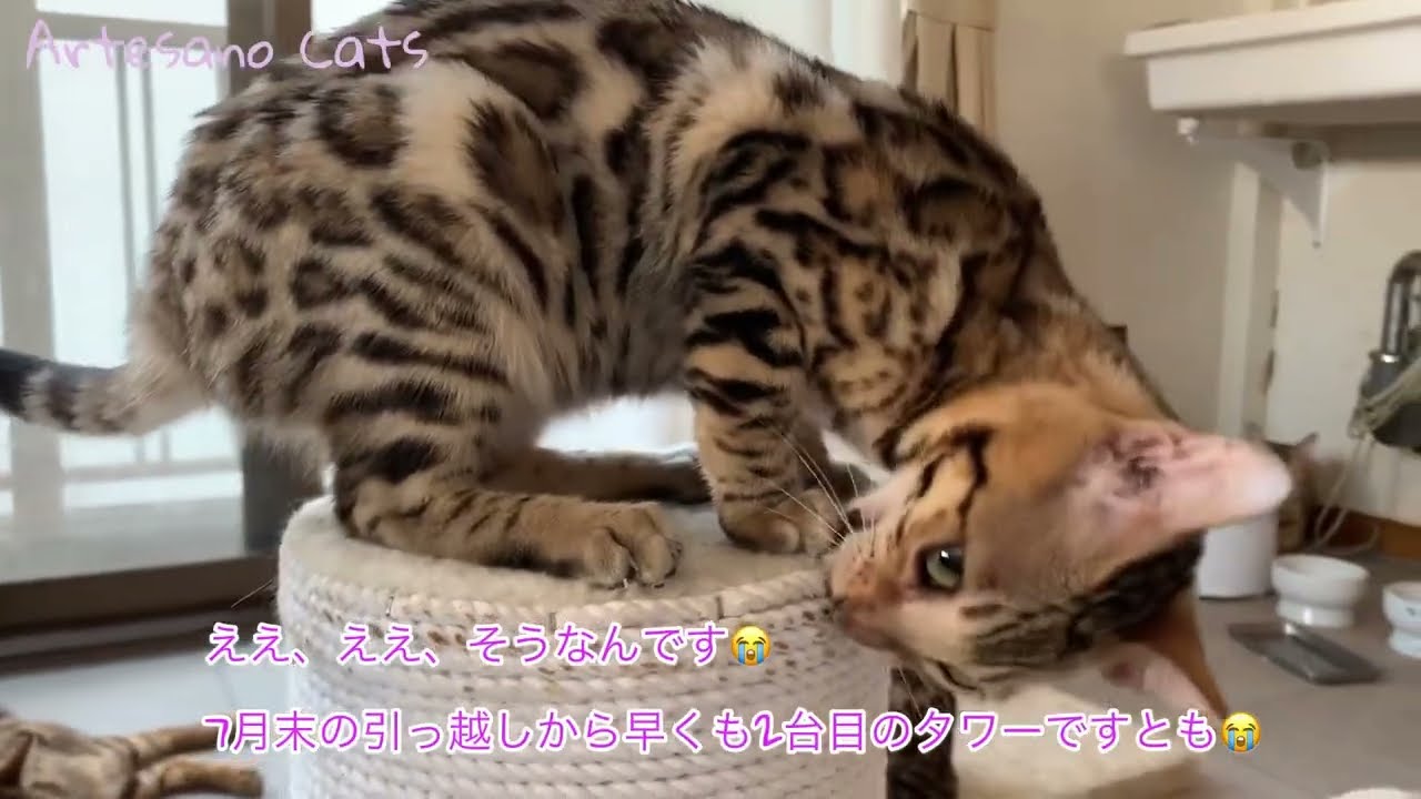 ベンガル 子猫 【ご報告】東京に帰ってきました！