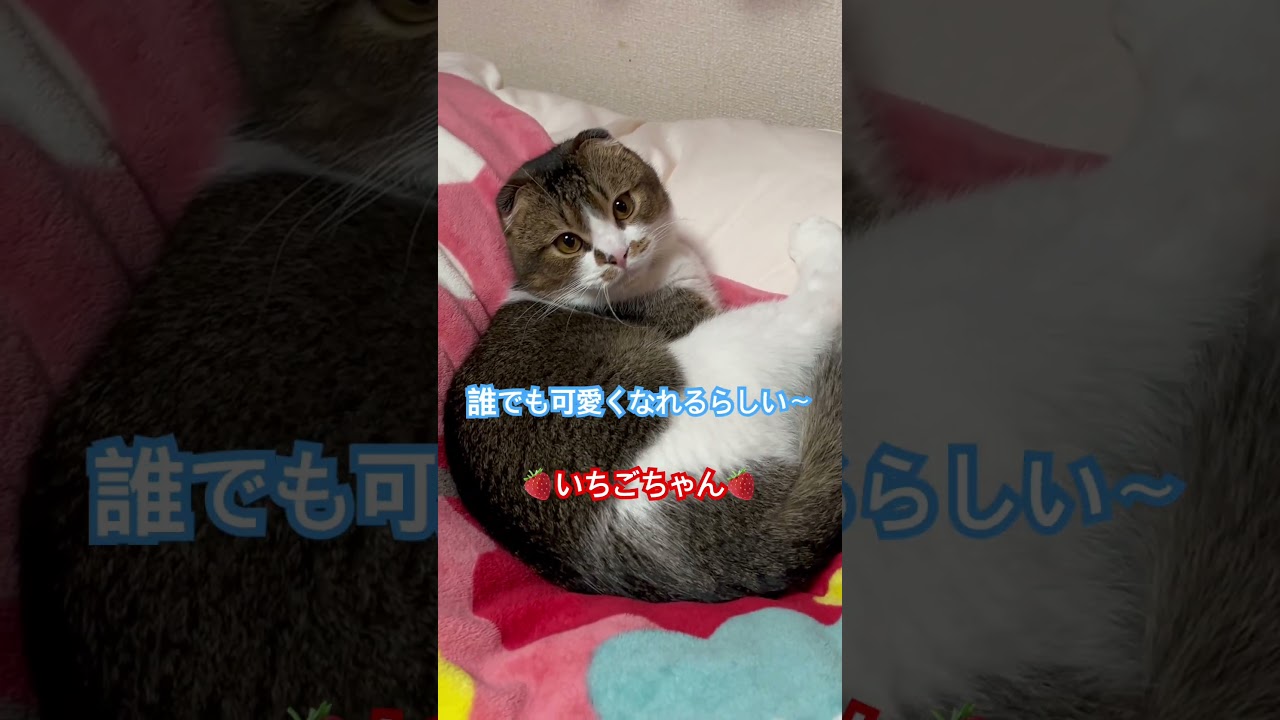 見つめて固まる猫＃shorts#スコティッシュフォールド折れ耳 #cat