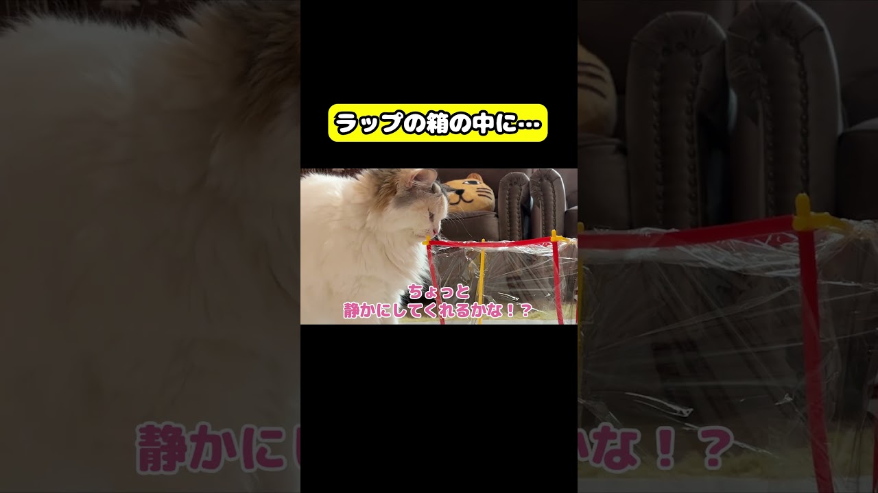 ラップの箱の中にご飯が入ってたら…#猫 #おもしろ #アテレコ #ニャンチューバーつくし