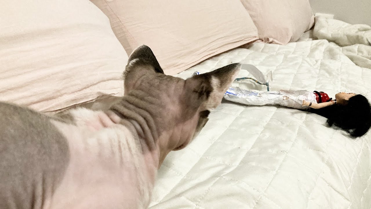 179:人形を甚振るスフィンクス猫ヨーダ