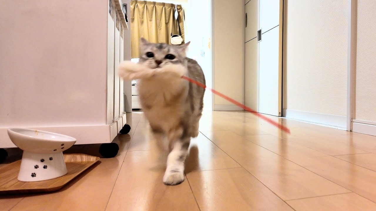 #7 何度もおもちゃを取ってくる猫｜キンカローのルル