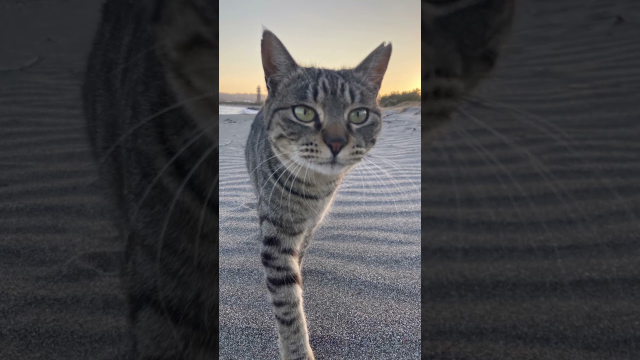 【さよなら、お外の世界】もう待てなかった。キジ猫親子、緊急保護　#猫 #野良猫 #保護猫 #cat #shorts