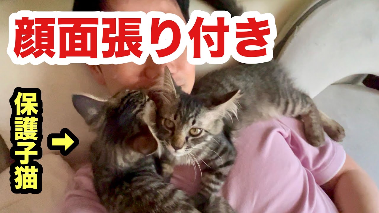 引っ越してきた保護子猫と寝たら顔面に張り付いてきました