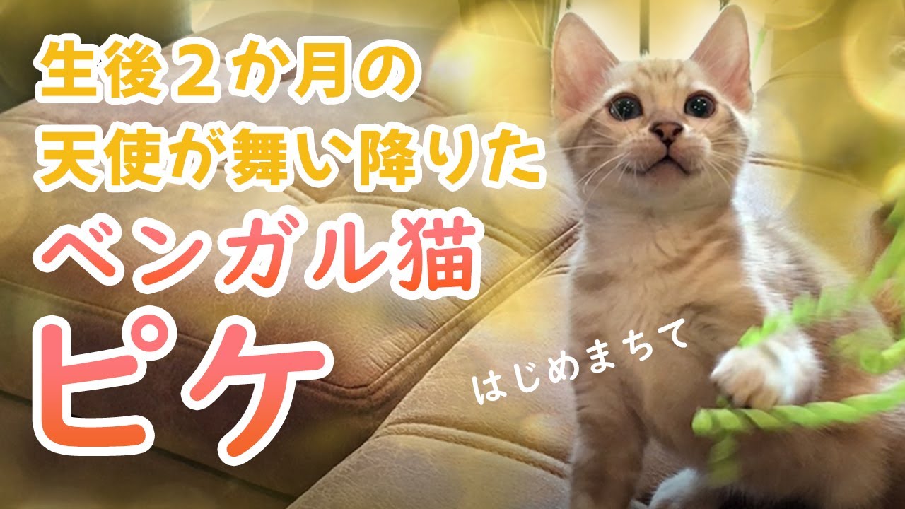 【マーブル ベンガル猫】はじめましてな子猫の、我が家初日が想像以上になじんでたｗ
