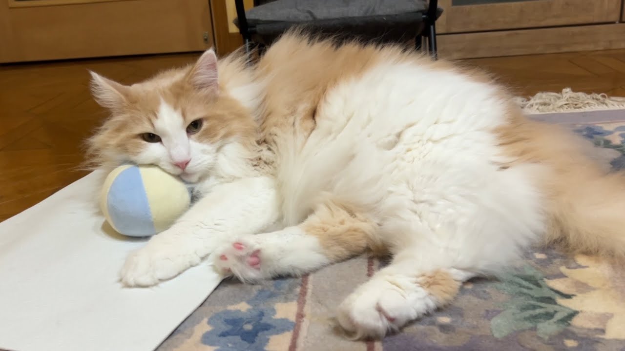 【のんびり♪】ベッドを占領しちゃう！？枕好きなもふ猫たち♡ノルウェージャンフォレストキャットとターキッシュアンゴラ