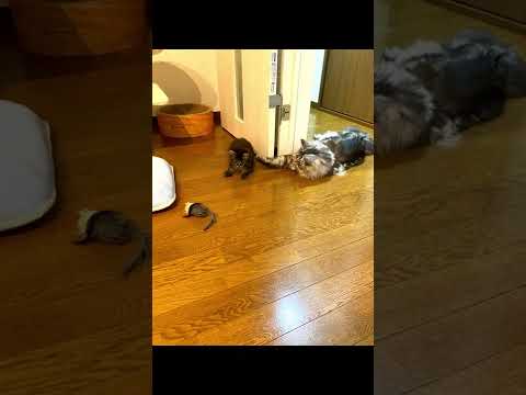 子猫から成猫になり爪とぎの中が窮屈になりました kitten to an adult cat, the cat scratcher become cramped #shorts