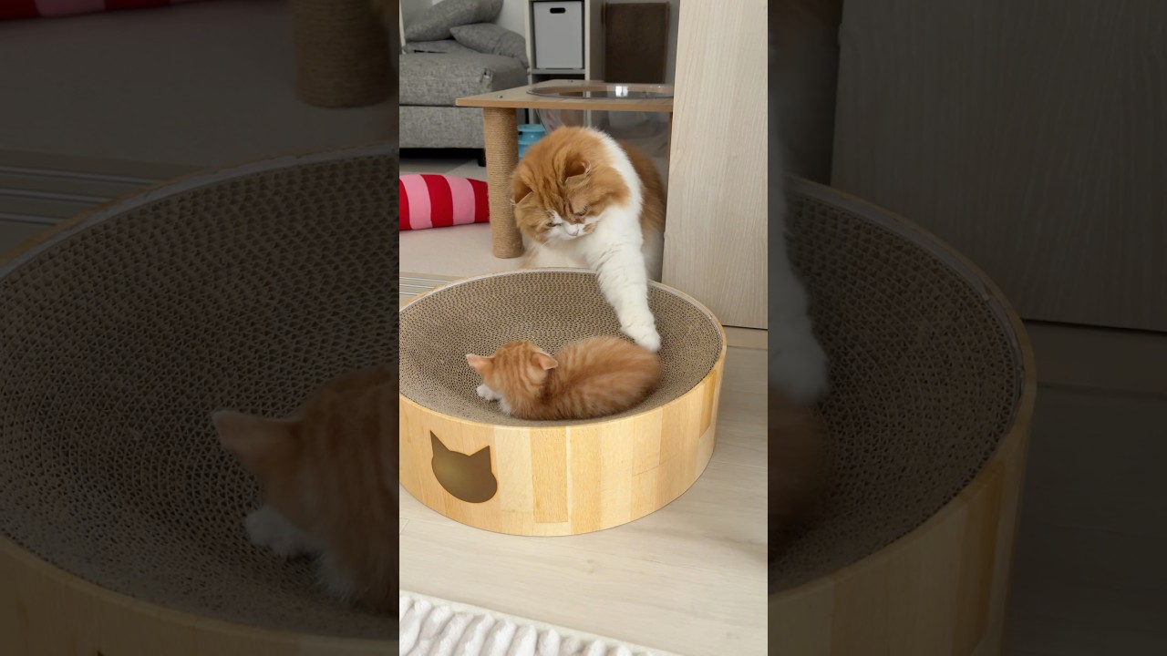 猫パンチが優しすぎる先住猫 #猫 #猫パンチ #スコティッシュフォールド #保護猫 #ねこのいる生活 #cat #catlovers #scottishfold #shorts