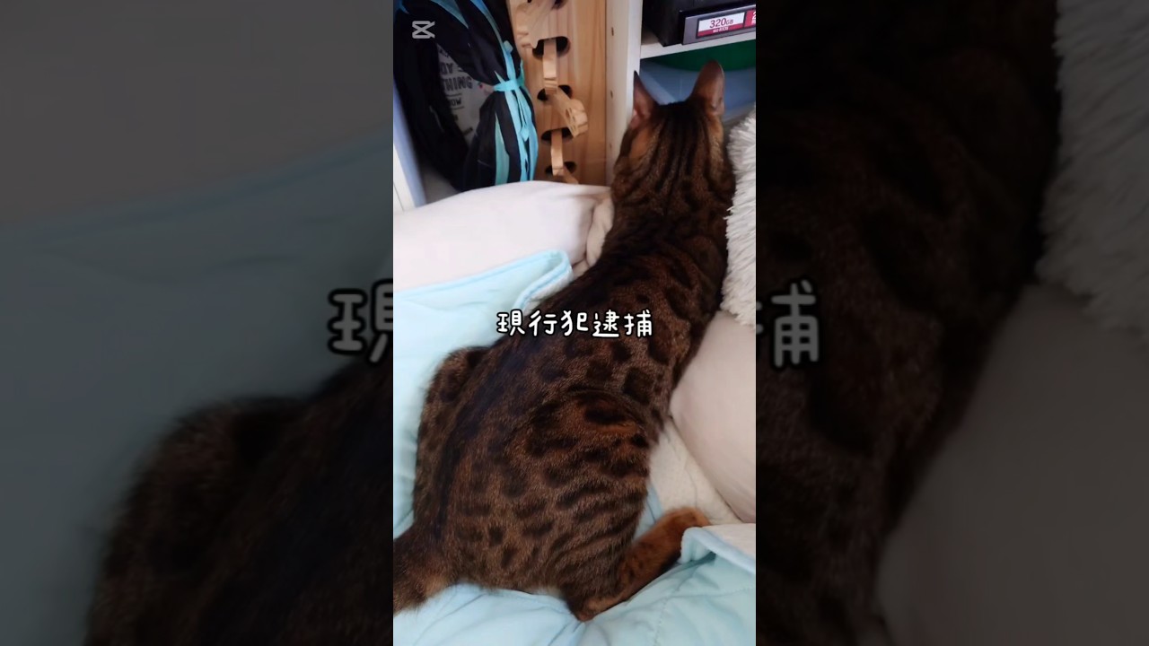 バレたにゃ(´･ω･`) #猫 #猫動画 #猫のいる暮らし #ベンガル #cat #fyp #shorts #short