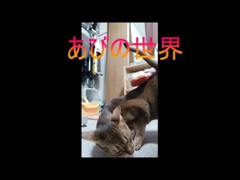 ネコ動画あび＃5104　あびの毎日　アビシニアン　あび