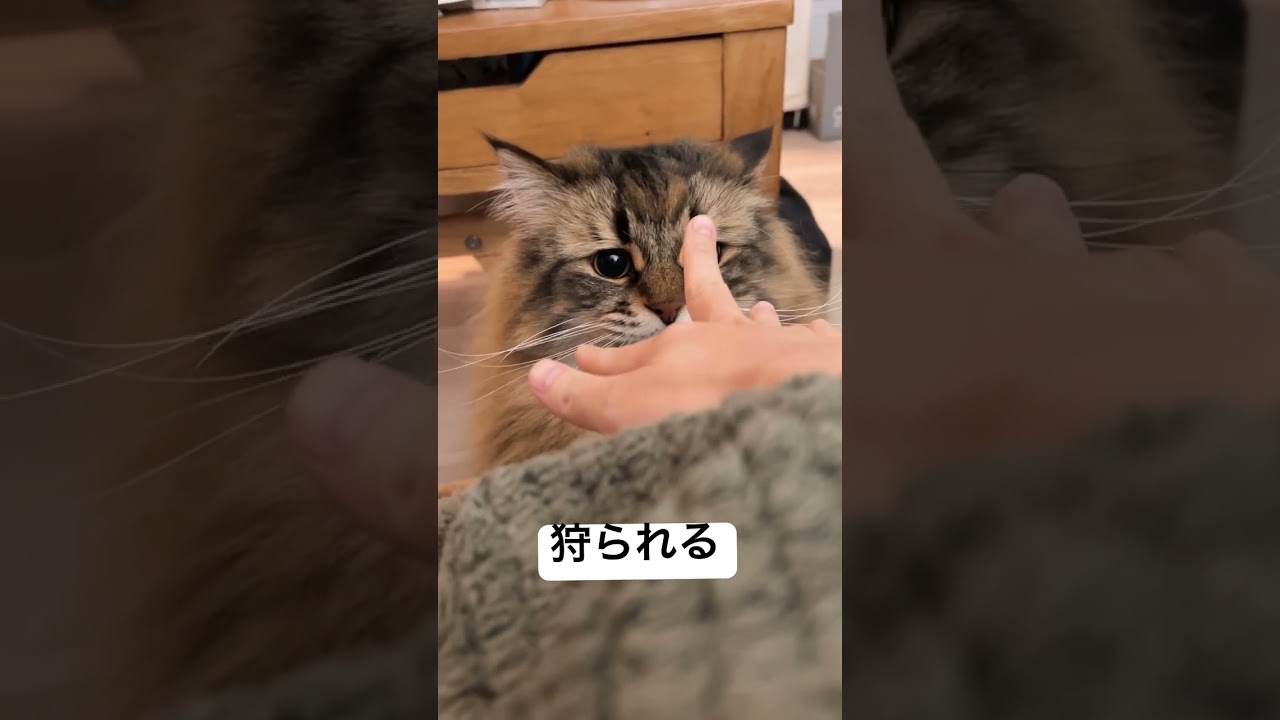 マジで狩られる5秒前 #サイベリアン #猫 #手あそび