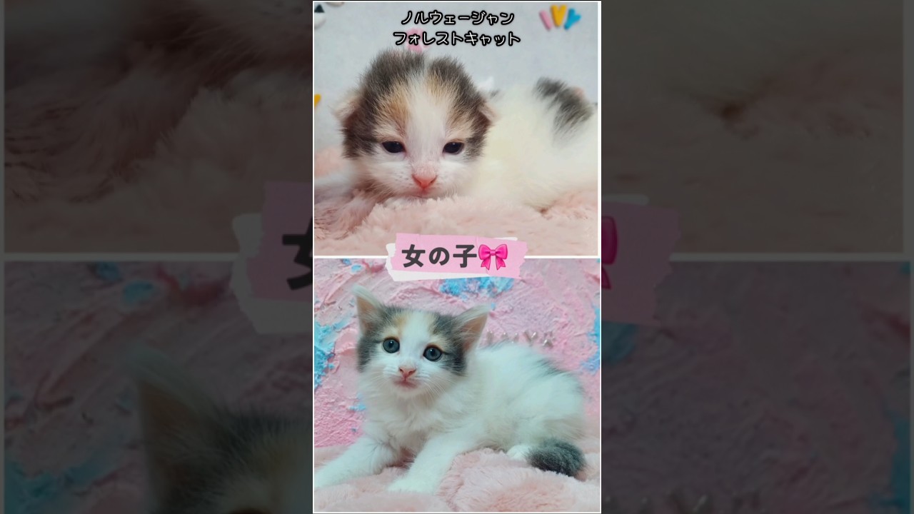 元気に成長中／前に投稿あり【ノルウェージャンフォレストキャット子猫】
