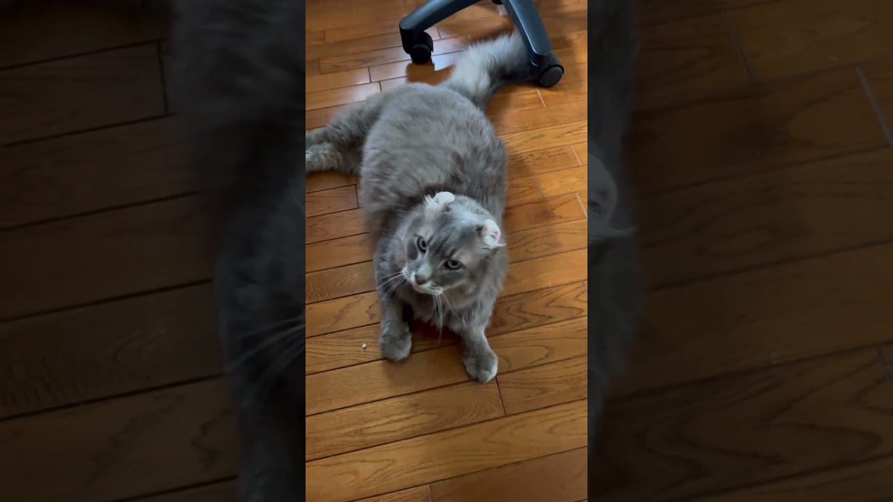 お願いカールくん #ねこ動画 #猫動画 #アメリカンカール #animalshortsvideo