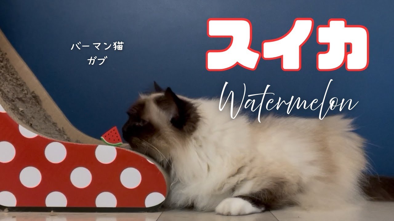バーマン猫ガブ【スイカ】Watermelon（バーマン猫）Birman/Cat
