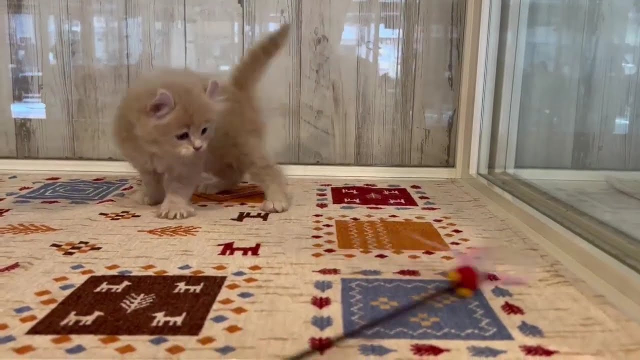 アメリカンカール　男の子　2025/5/17生まれ