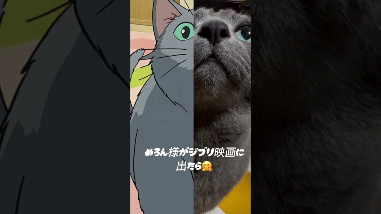 【ロシアンブルー】めろんジブリ映画に出る🤭【猫】#shorts