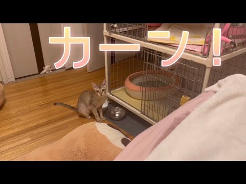 【シンガプーラ】お皿を鳴らしてご飯をおねだりする子猫はソラちゃん #子猫 #おねだり