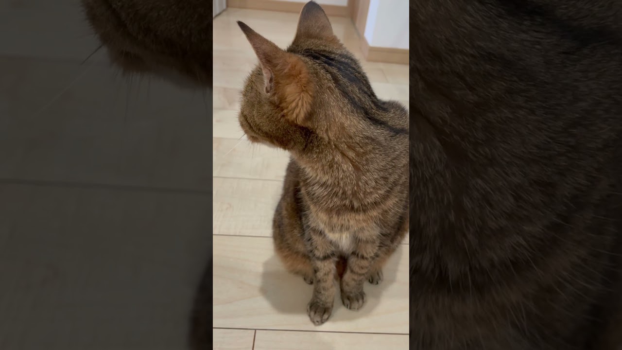 #猫 #cat #きじとら猫 #日本猫#shorts