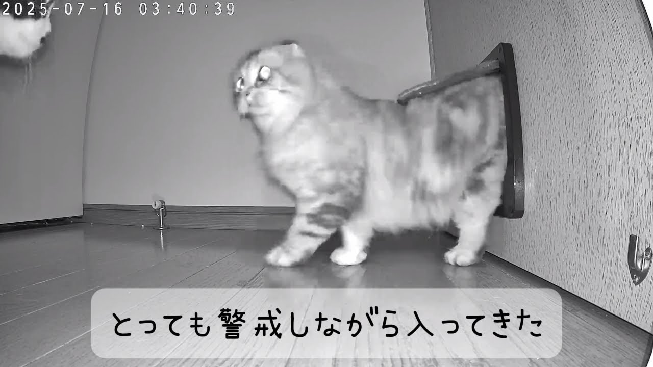 【猫動画】ペットドア前の緊張感【 #スコティッシュフォールド 】
