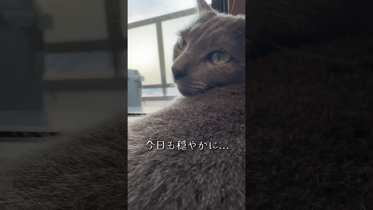 【ロシアンブルー】今朝のおねだりめろんです🤗セミの声すごい😂【猫】#shorts