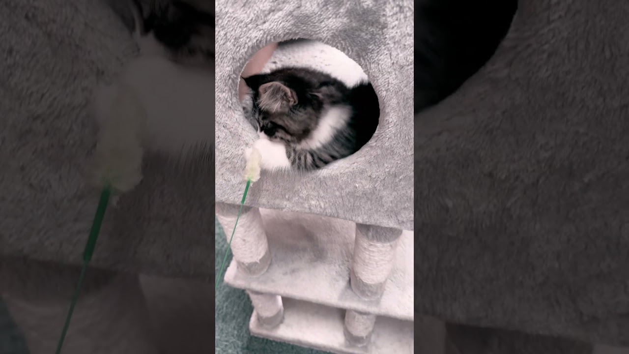 #サイベリアン#猫#Siberian #cat #cute #cutecat #animals #बिल्ली