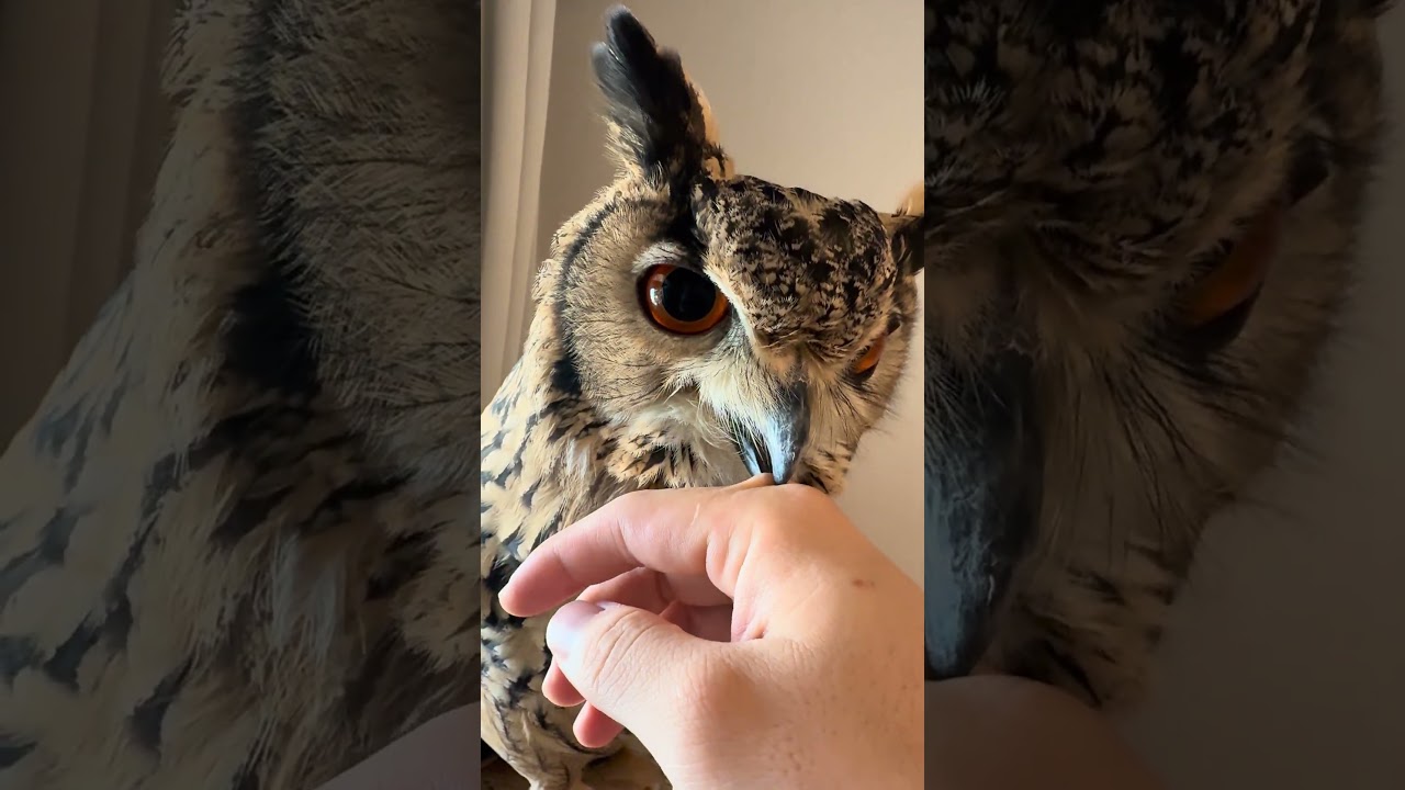 本日のふー Foo of the day 【ベンガルワシミミズク】 #owl #フクロウ #birds #animals #cute #wildlife #pets #funny
