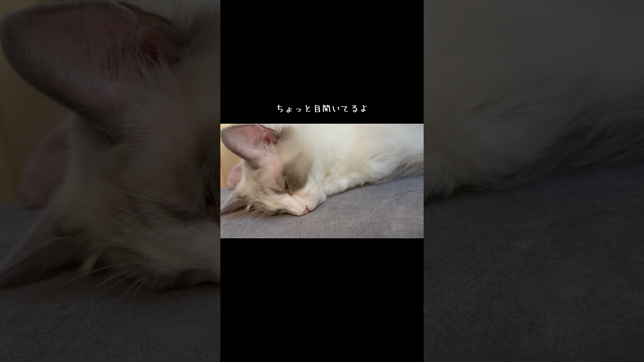 寝方かわいすぎるう🥹♡ 〖猫の寝顔〗 〖ラグドール〗 #たんとぽぽ #猫のいる暮らし #ragdoll #ラグドール #猫動画