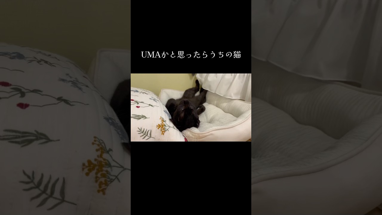 どんな姿も愛くるしい #猫 #子猫 #保護猫 #猫のいる暮らし #shorts