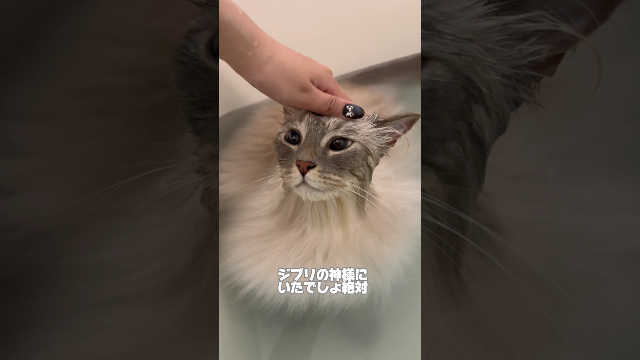 【short.ver】いい子すぎる猫とお風呂#cat #サイベリアン #ネヴァマスカレード #猫 #shorts