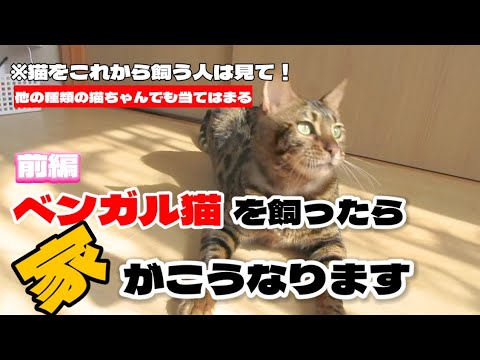 【ベンガル猫】ベンガル猫を飼ったら家がこうなります